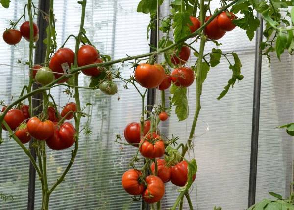 Сорт томата бабушкин секрет, его характеристика и особенности выращивания