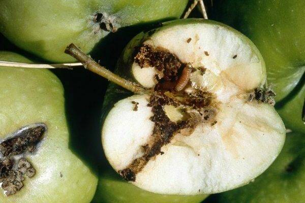 Как бороться с плодожоркой на яблоне: эффективные способы