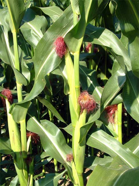 Как вырастить самую вкусную и сладкую кукурузу на своём участке
