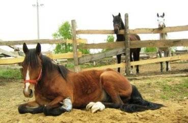 Болезни лошадей и их лечение