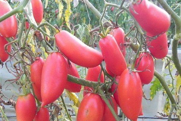 Высокорослый тепличный сорт томата «сосулька красная» с оригинальными плодами: описание, характеристика, посев на рассаду, подкормка, урожайность, фото, видео и самые распространенные болезни томатов