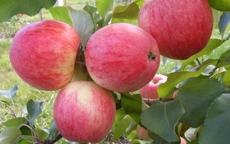 Описание и характеристики яблони сорта Аркадик, ее преимущества и недостатки