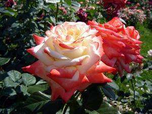 Характеристика и описание сортов чайно-гибридных роз