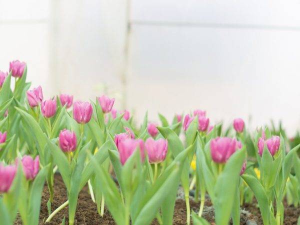Как и когда пересаживать тюльпаны на новое место?