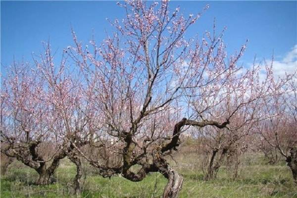 Почему не цветет и не плодоносит дерево абрикоса