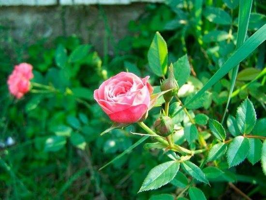 Черные розы — сорта и описания