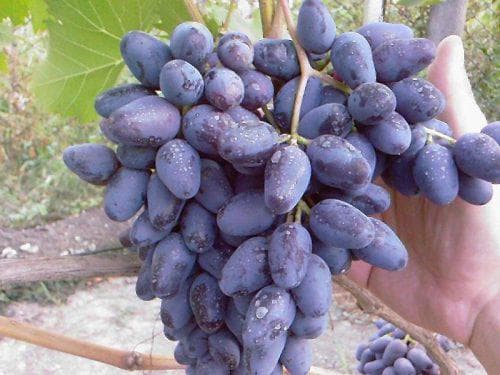 Виноград Кардинал: описание сорта и характеристики, выращивание с фото
