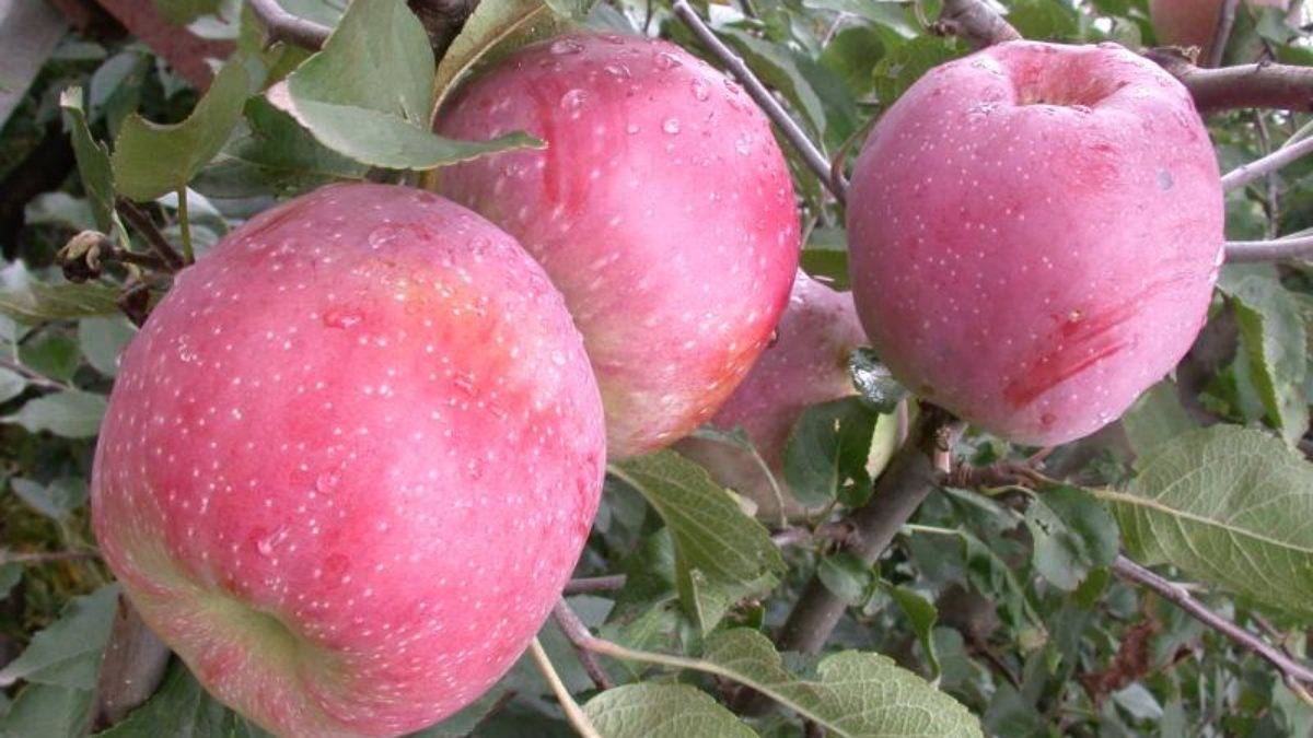 Яблоня «чемпион» — описание сорта и агротехника выращивания