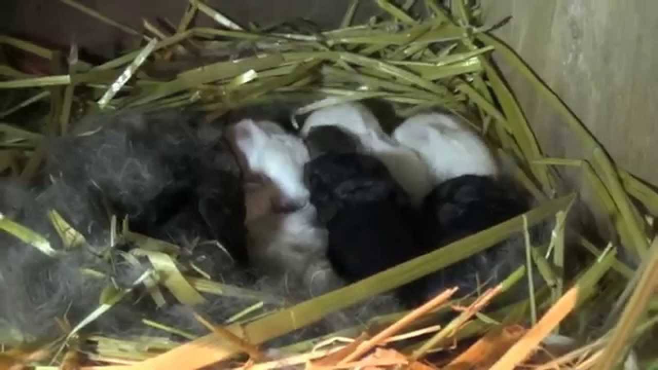 Как рождаются кролики: сколько приносит крольчат в первый раз