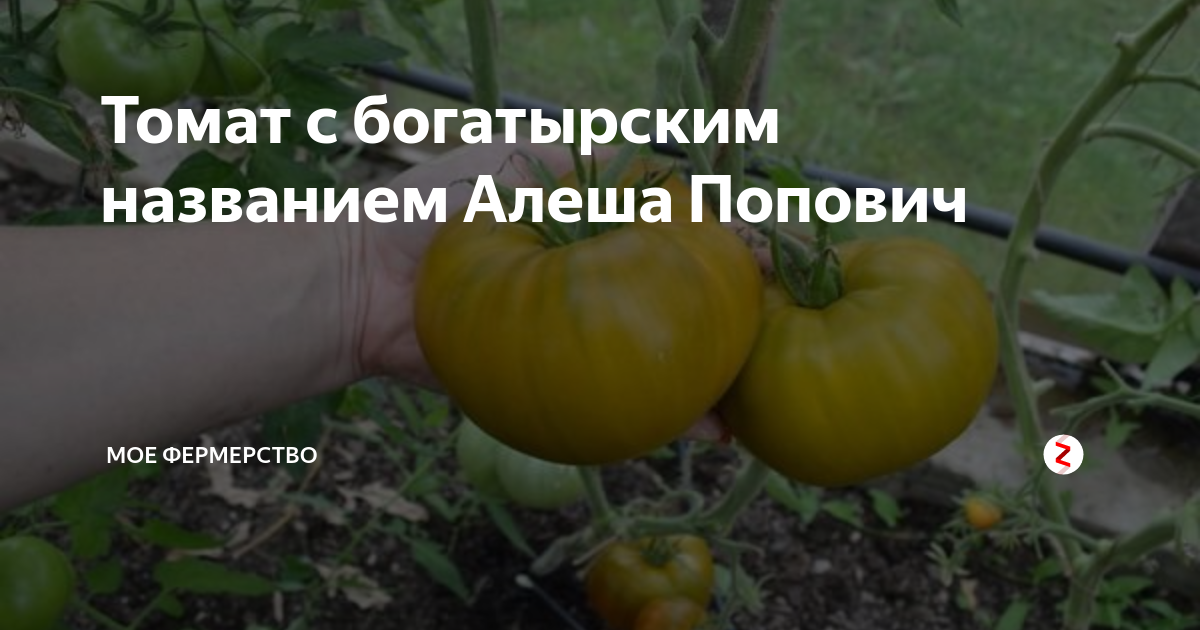 Описание сорта томата алеша попович — как поднять урожайность
