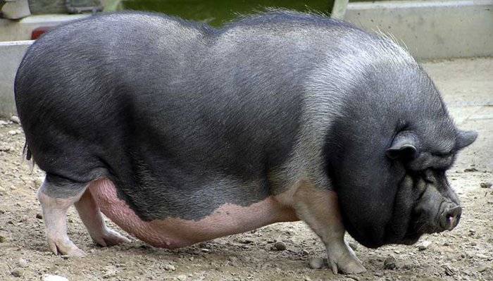 Как определить беременность свиньи и сколько беременная свинья ходит?