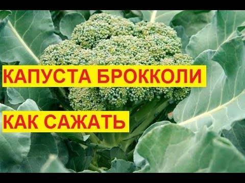 Выбираем сорта капусты брокколи для хорошего результата
