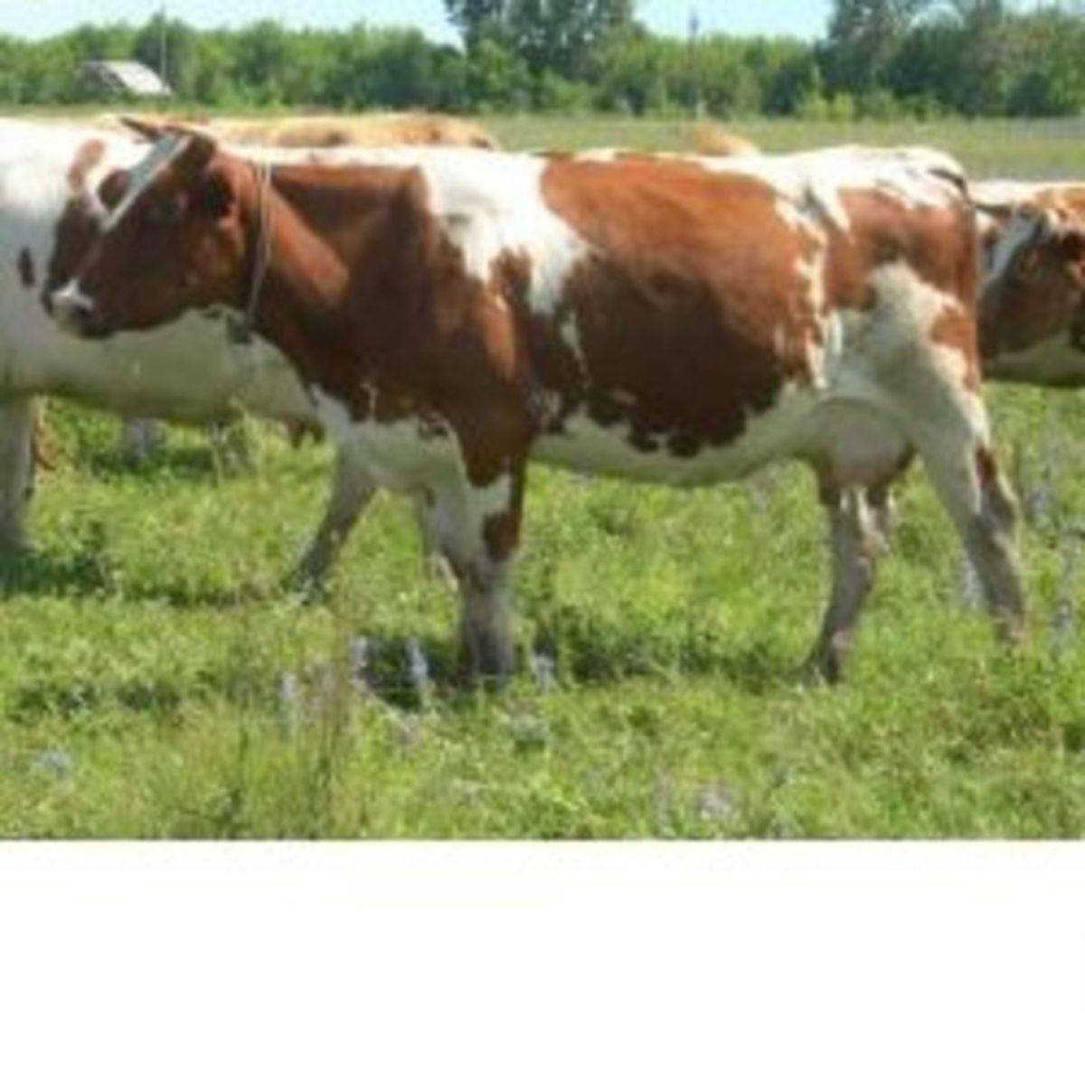 Описание и характеристика коров красно-пестрой породы, их содержание