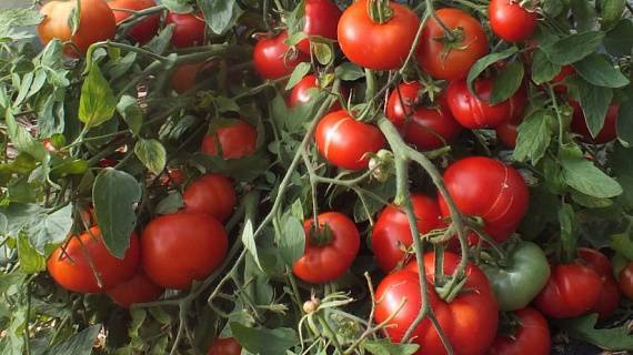 Ранний сорт помидоров леопольд - находка для фермеров и дачников