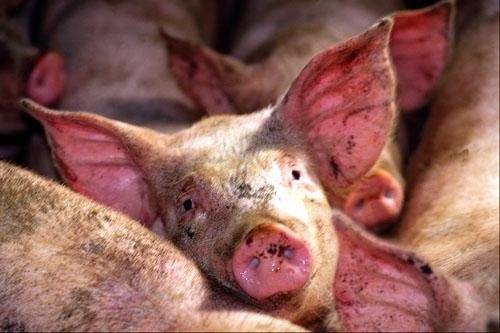 Саркоптоз (чесотка) у свиней