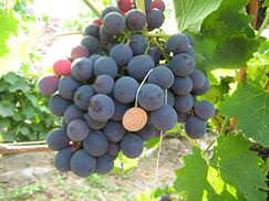 Описание и характеристики сорта винограда Страшенский, посадка и выращивание