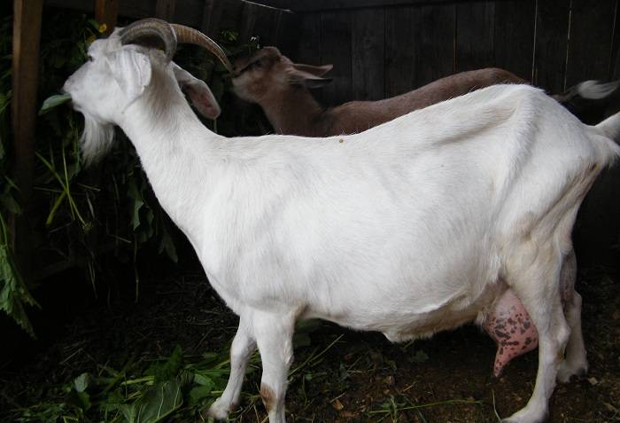 Сколько лет живут козы и как продлить их срок жизни?
