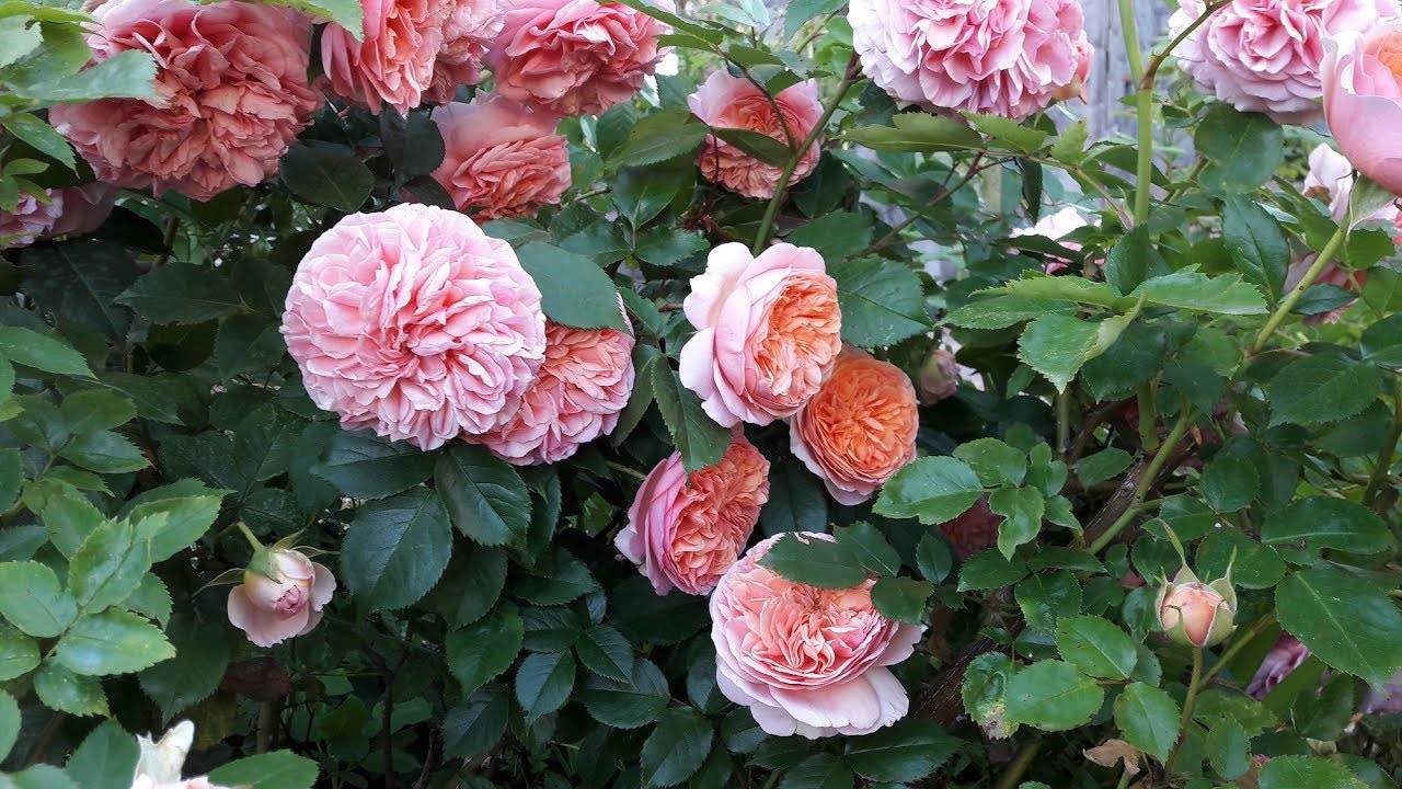 Роза чиппендейл (chippendale) — характеристики сортового кустарника