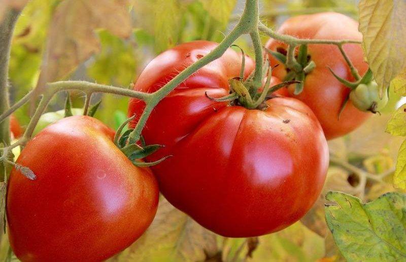 Выращиваем раннеспелый томат «алсу»: описание сорта и характеристика помидор