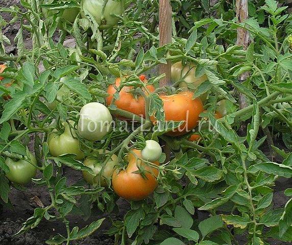 Список лучших раннеспелых сортов томата для открытого грунта и теплиц, с подробным описанием характеристик