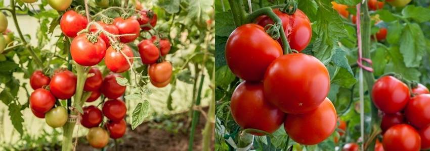 Выращивание томата любаша