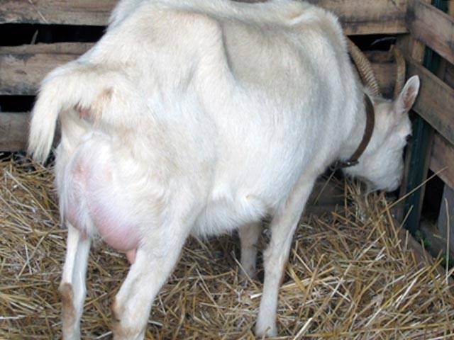 Сколько ходит беременная коза?
