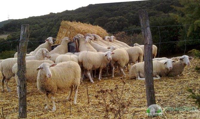Загон или дом для овец