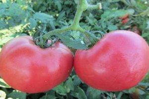 Томат енисей f1: описание и характеристика сорта, отзывы садоводов с фото