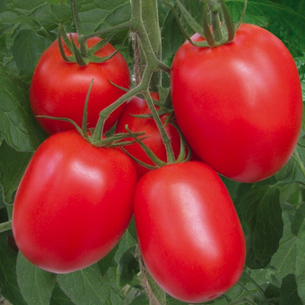 Как вырастить томат данко на своем участке