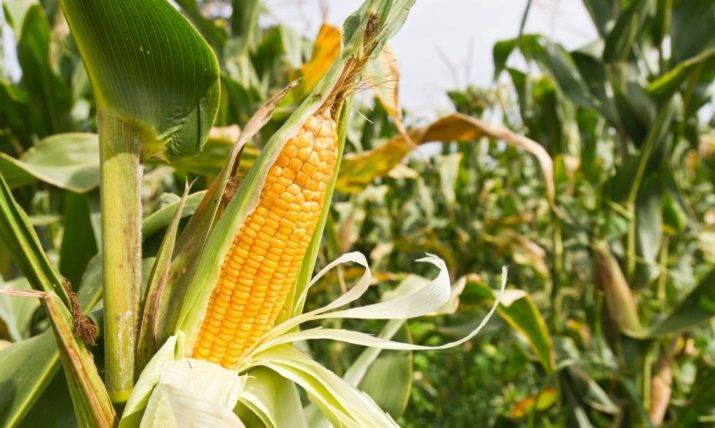 Как на земле появилась кукуруза? к какому семейству и виду относится кукуруза: овощ, фрукт или злак