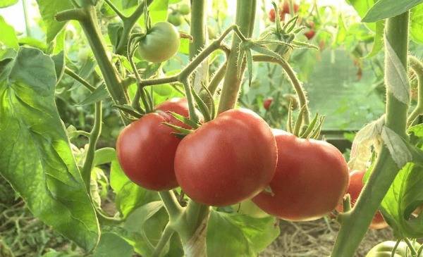 Описание и характеристика сорта помидоров алсу