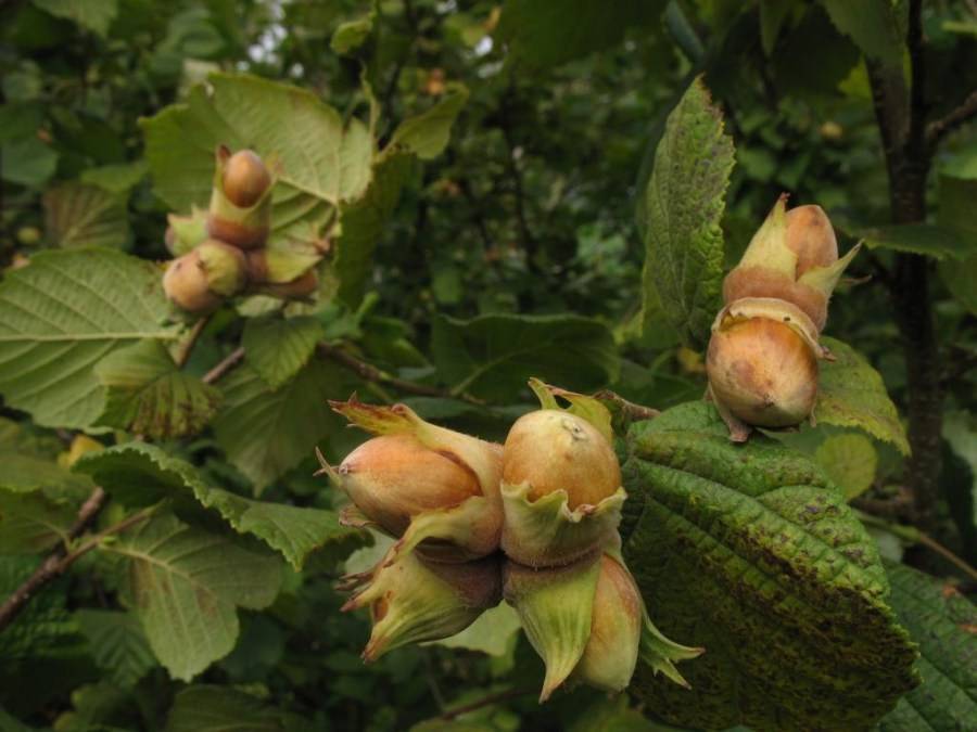 Лещина обыкновенная, орех или фундук — как вырастить орешник на даче