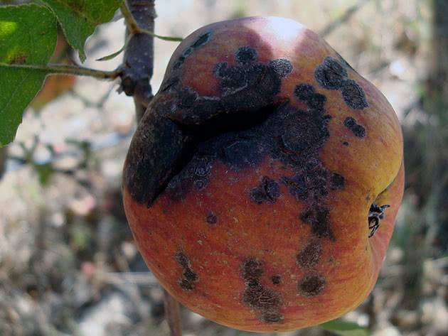 Парша на яблоне – как бороться, чем лечить, можно ли предотвратить?