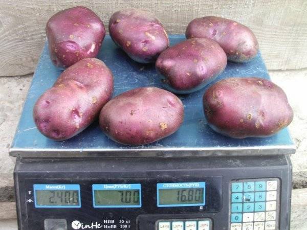 Картофель сорта уладар: описание и особенности выращивания