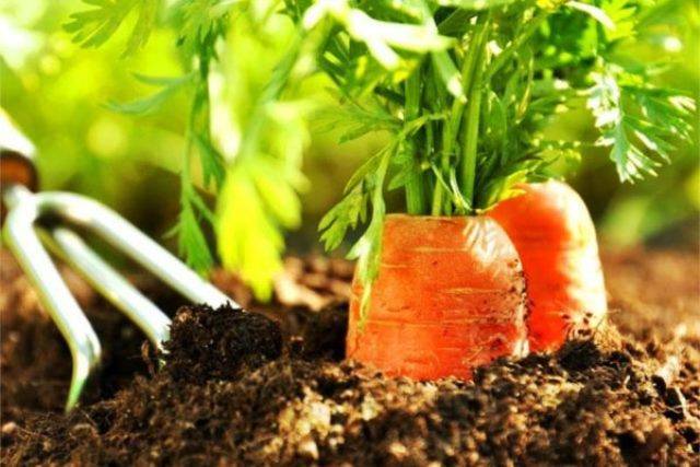 Первый посев в апреле-мае: свекла, морковь, редис. как правильно?