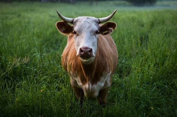 Симптомы бруцеллеза у коров, причины появления, методы лечения