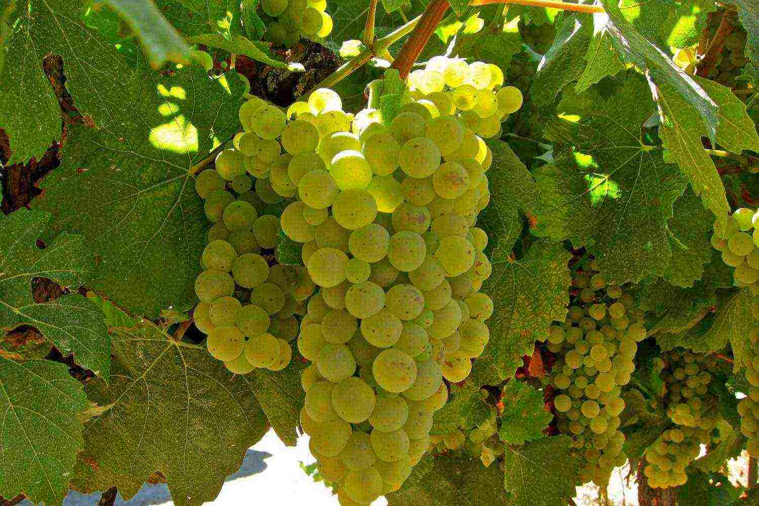 Виноград восторг: характеристики, способы выращивания и методы размножения