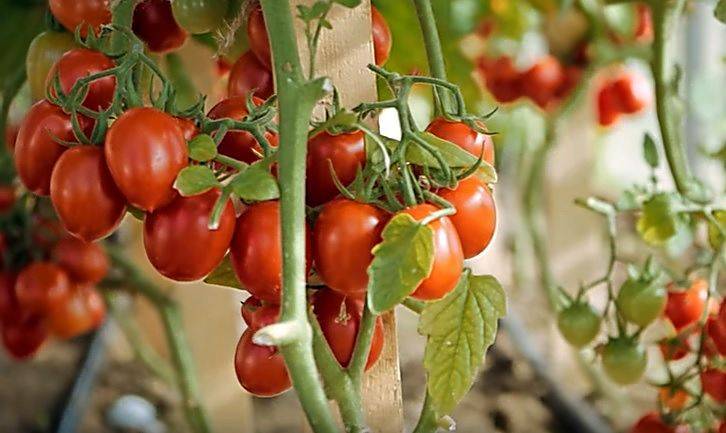 Выращивание томата клюква в сахаре
