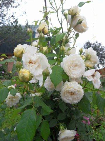 Роза клэр остин: выращивание и уход