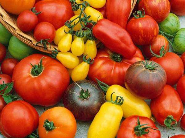 Описание сорта томата безумие касади, его характеристика и урожайность