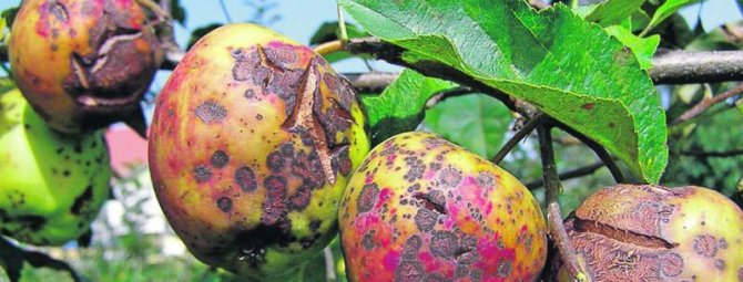 Отчет агрономов: почему чернеет ствол яблони и что делать?
