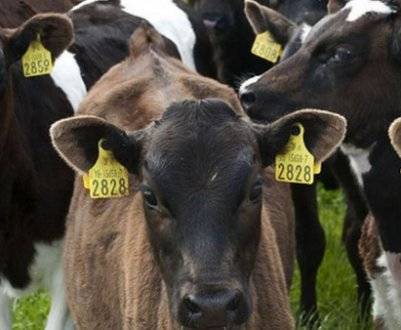 Что делать, если корова плохо ест?