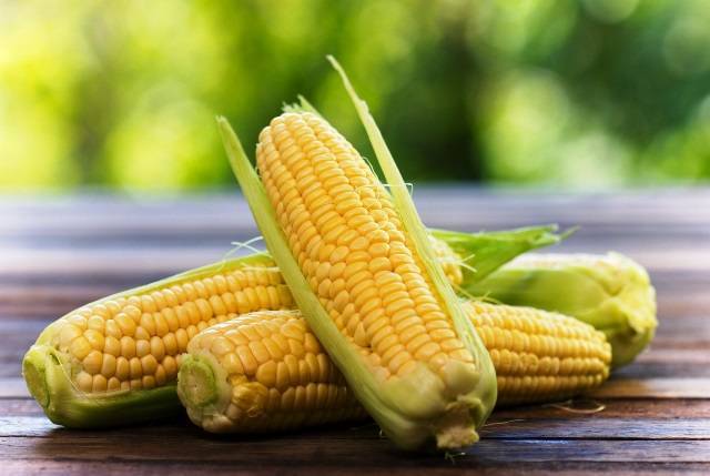 Когда и как сажать кукурузу на рассаду?