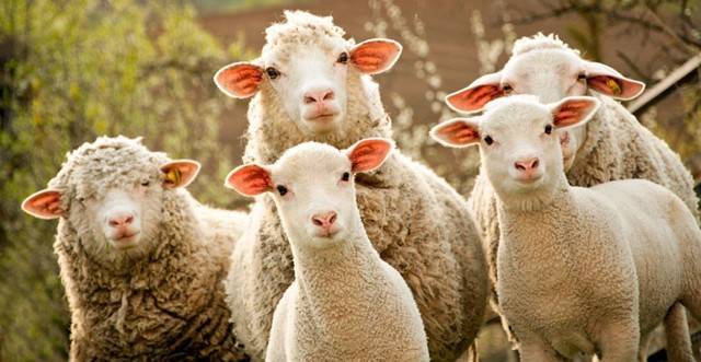 Описание и характеристики овец породы тексель, условия содержания и уход