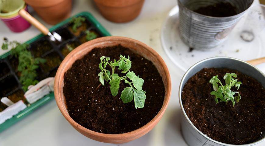 Высадка рассады томатов в открытый грунт: сроки и правила
