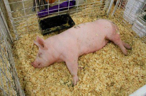 Как правильно зарезать свинью в домашних условиях