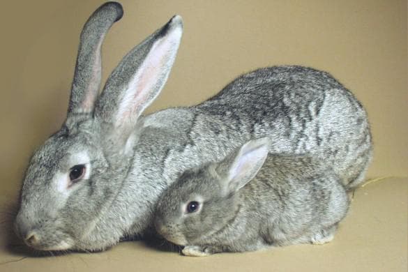 Кролики, породы советская шиншилла: характеристики и описание