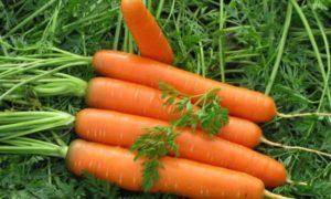 Как правильно прореживать морковь в открытом грунте на грядке
