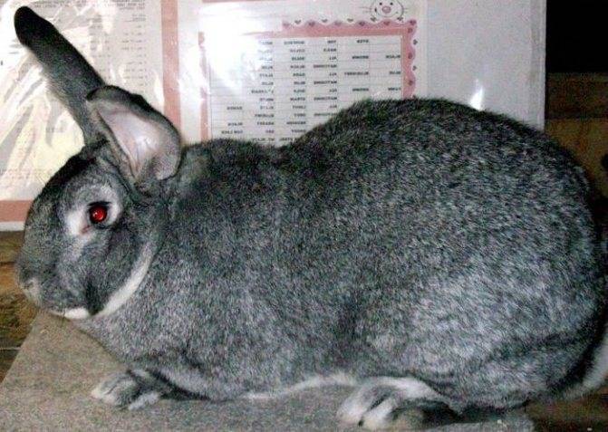Кролик серый великан: описание породы и характеристика, разведение