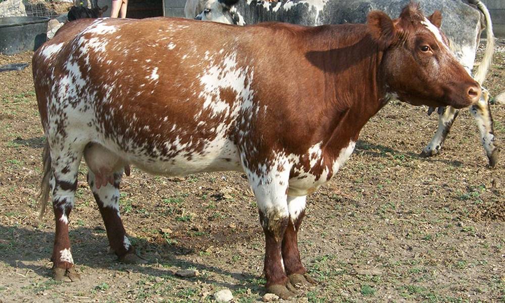 Коровы калмыцкой породы: особенности, продуктивность, и содержание